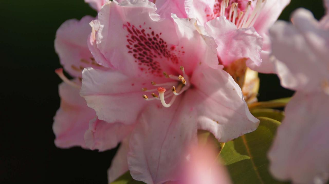 rhododindron