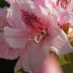 rhododindron