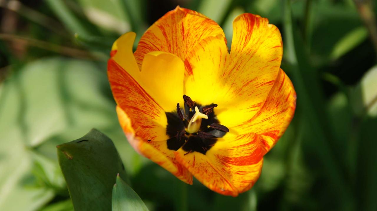 Tulipe jaune rouge