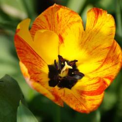 Tulipe jaune rouge