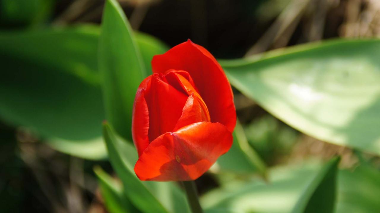 Rose rouge