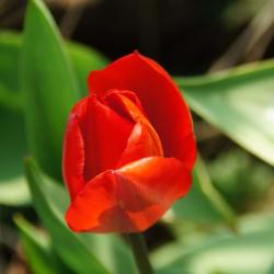 Rose rouge