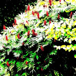 Arbre !