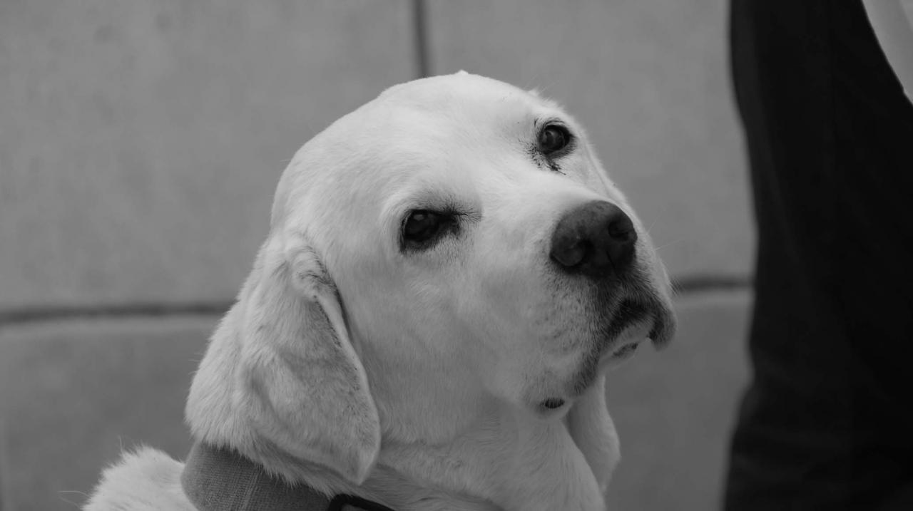 Léo