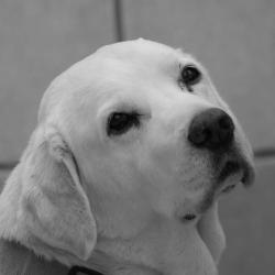 Léo