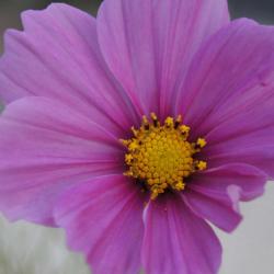 ? 1