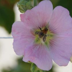 Rose trémière