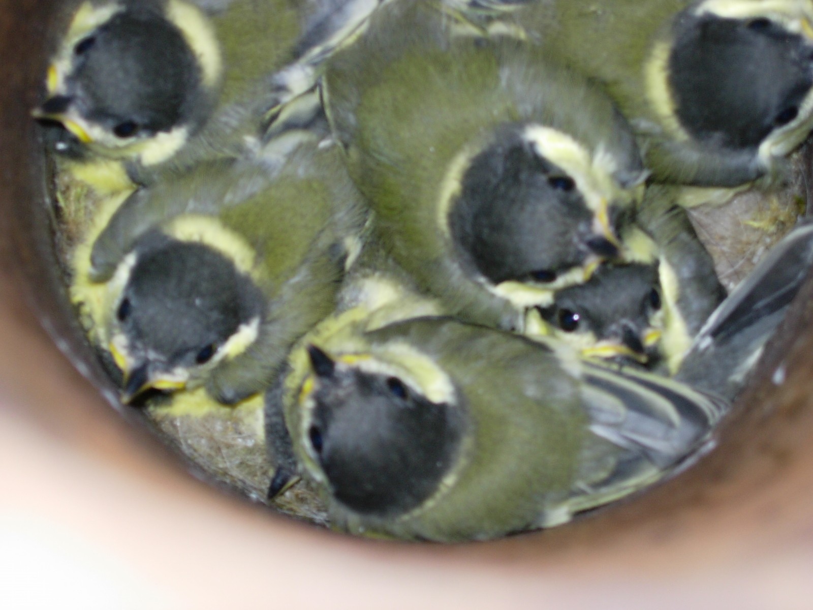 Dscn6334