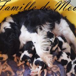 Famille Moon 1