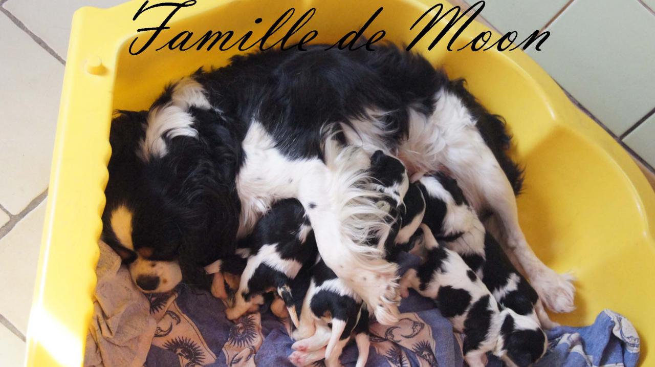 Famille Moon 1
