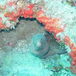 LA REUNION  0508 1 (131)