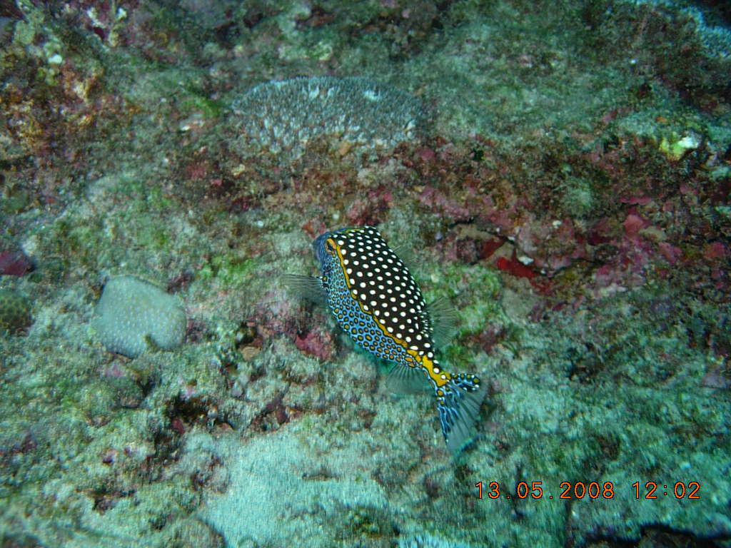 LA REUNION 0508 1 (421)