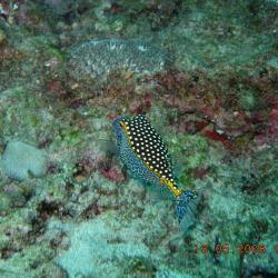 LA REUNION  0508 1 (421)