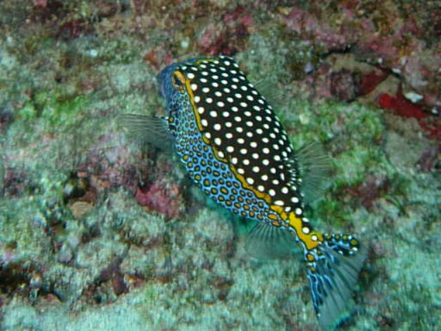 LA REUNION 0508 1 (455)
