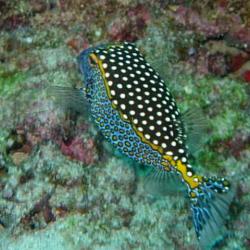 LA REUNION  0508 1 (455)