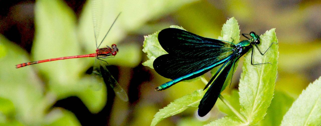 libellules
