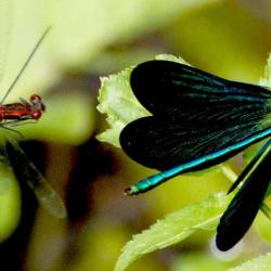 libellules