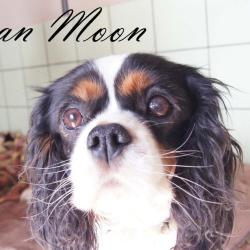 Maman Moon
