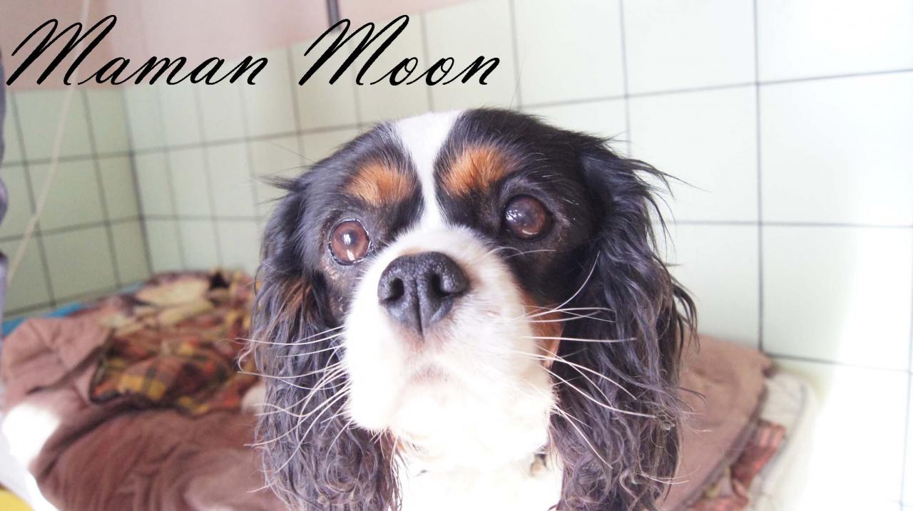 Maman Moon