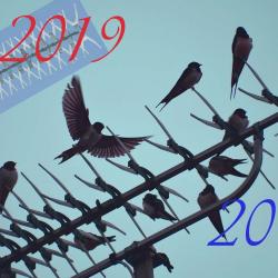 migration2019