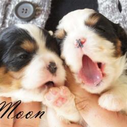 Moon 2
