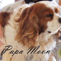 papa Moon